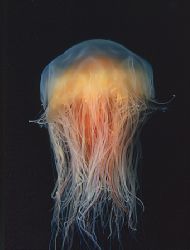 Lion's Mane jellyfish, Langness Point, Isle of Man.
F90X... by Mark Thomas 